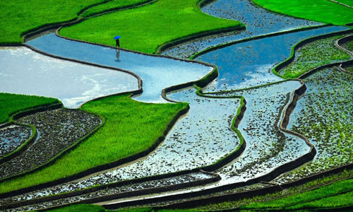 Ruộng bậc thang của Việt Nam được Telegraph xếp ở vị trí thứ 6 trong top 10 cảnh quan đẹp nhất thế giới. Theo đó, ruộng bậc thang được Telegraph miêu tả một trong những cảnh quan với màu xanh nổi bật nhất thế giới. Thêm vào đó, Việt Nam là nước xuất khẩu gạo lớn thứ 2 thế giới.