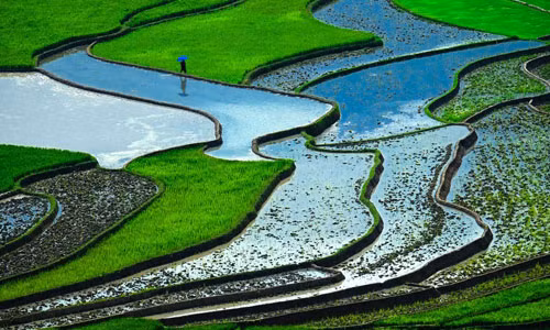 Ruộng bậc thang của Việt Nam được Telegraph xếp ở vị trí thứ 6 trong top 10 cảnh quan đẹp nhất thế giới. Theo đó, ruộng bậc thang được Telegraph miêu tả một trong những cảnh quan với màu xanh nổi bật nhất thế giới. Thêm vào đó, Việt Nam là nước xuất khẩu gạo lớn thứ 2 thế giới.