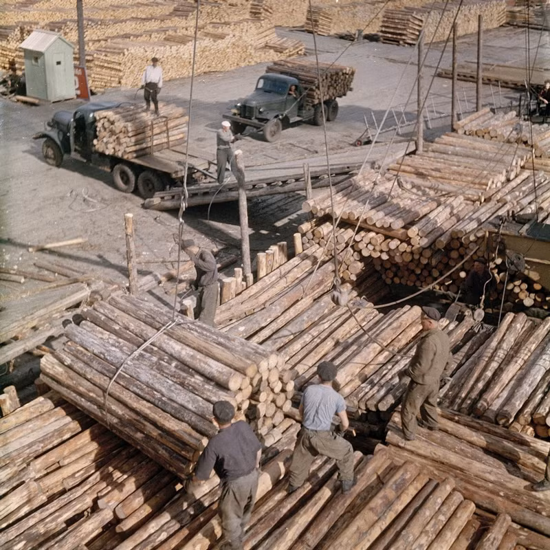 Công nhân tại nhà máy gỗ làm việc nhịp nhàng, theo đúng tiến độ đã vạch ra.