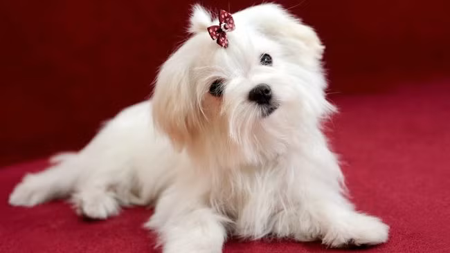 Chú chó may mắn. Một người phụ nữ có tên Rose Ann Bolasny đã để lại khối tải sản trị giá 1 triệu USD (23 tỷ VND) cho chú chó giống Malta có tên Bella của mình.