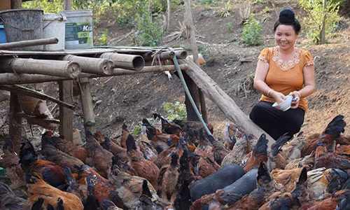 Vung que heo hut, nuoi toan con dac san, dui tui ca tram trieu/nam