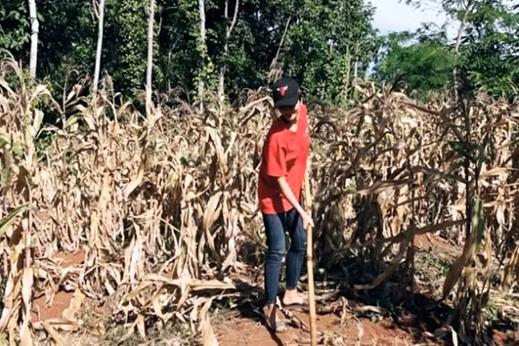 Nàng hoa hậu 9x vẫn tiếp tục phụ giúp gia đình công việc đồng áng khi có thời gian. Ảnh: Lao động