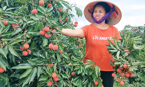 Thu vi chuyen dua vai thieu Luc Ngan len do cao 10.000m