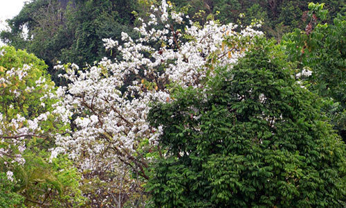  Hoa Ban đua sắc trắng tinh khôi trên núi rừng Tây Bắc.