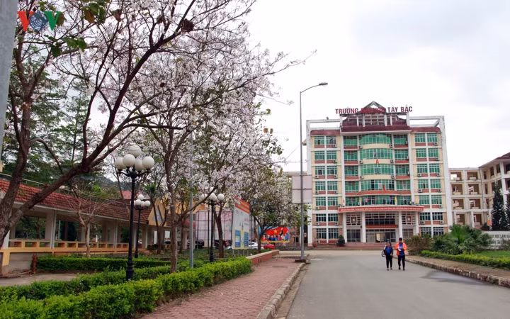 Ban nở trắng trong khuôn viên của Trường đại học Tây Bắc.