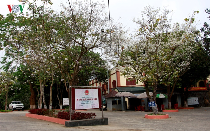 Ban cũng là cây trồng chủ đạo tại Khu di tích Quốc gia đặc biệt Nhà tù Sơn La.