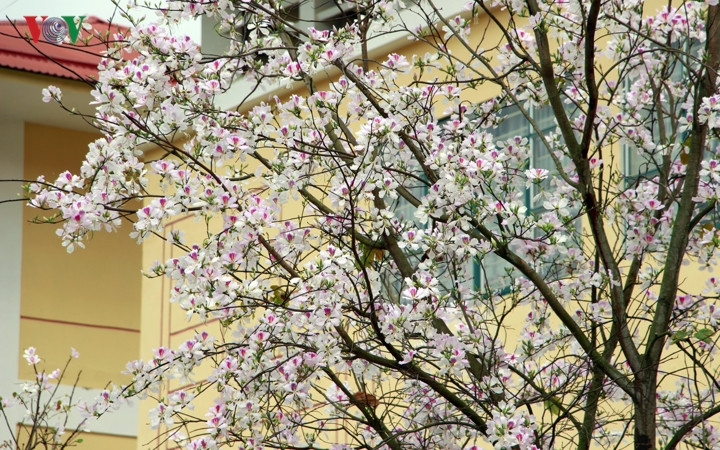 Cứ mỗi dịp hoa Ban nở, lượng khách tham quan du lịch đến với Sơn La cũng tăng hơn.