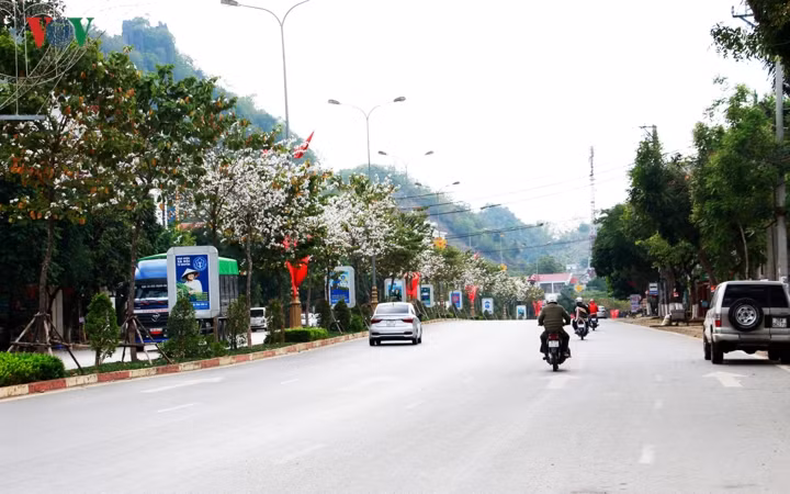 Dọc các tuyến phố cũng ngập tràn sắc Ban.