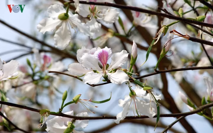 Hoa Ban được ví như người con gái Thái với vẻ đẹp dịu dàng, trong trắng, thủy chung.