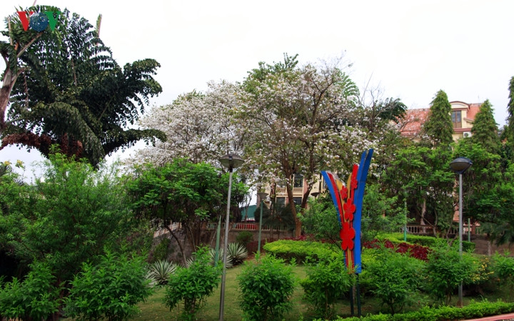 Ban nở trắng khuôn viên một công sở.