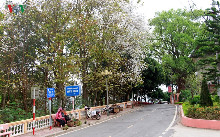 Đường Thanh niên trên đồi Khau Cả ngập tràn sắc trắng.