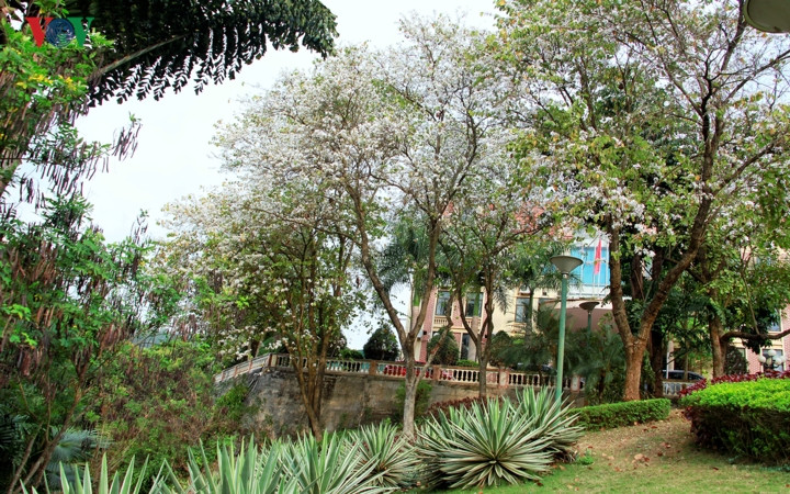 Từ ngày 15 đến 17 tháng 3 này, Thành phố Sơn La sẽ tổ chức lễ hội Hoa Ban năm 2019, là cơ hội để du khách được chiêm ngưỡng vẻ đẹp tinh khôi, cũng như thưởng thức ẩm thực từ Hoa Ban nơi núi rừng Tây Bắc.