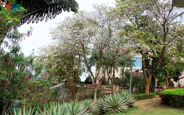 Từ ngày 15 đến 17 tháng 3 này, Thành phố Sơn La sẽ tổ chức lễ hội Hoa Ban năm 2019, là cơ hội để du khách được chiêm ngưỡng vẻ đẹp tinh khôi, cũng như thưởng thức ẩm thực từ Hoa Ban nơi núi rừng Tây Bắc.