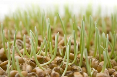  2. Mầm lúa mì: Chiết xuất từ mầm lúa mì được chứng minh làm giảm nhiều triệu chứng tiền kinh nguyệt mà biểu hiện đặc trưng nhất là đau ngực. Bên cạnh đó, những phụ nữ tiêu thụ chiết xuất mầm từ lúa mì cũng sẽ ít cảm thấy mệt mỏi và khó chịu; đồng thời các triệu chứng như tim đập nhanh, đau đầu, khó ngủ, tăng sự thèm ăn cũng giảm xuống rất nhiều.