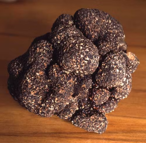  2. Món ăn đắt nhất thế giới: Thực chất đây chỉ là một loại nguyên liệu thôi, nhưng chi phí để mua nó còn mắc hơn cả một bữa tiệc trong khách sạn 5 sao. Đó là cây nấm Truffle trắng khổng lồ, nặng 3.3 kg. Cây nấm được bán đấu giá ở một sòng bài tại Macao với giá 330.000 USD. Đây là loại nấm quý hiếm, ăn có nhiều hương vị và mọc dưới lòng đất.