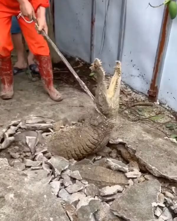 Chum anh bat ngo phat hien ca sau song duoi via he