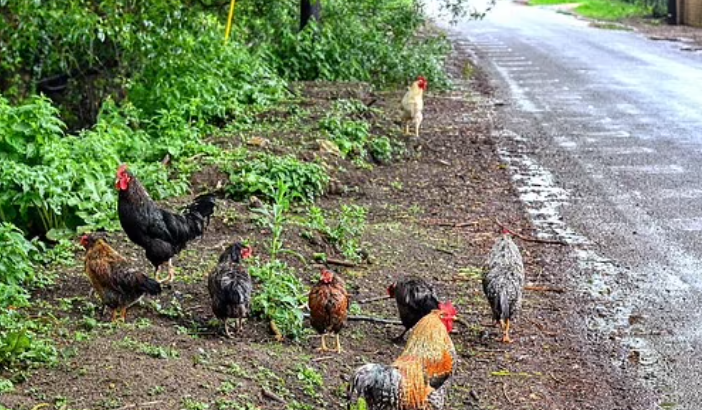 Cả làng “mất ăn mất ngủ” vì 100 con gà hoang Ca lang “mat an mat ngu” vi 100 con ga hoang