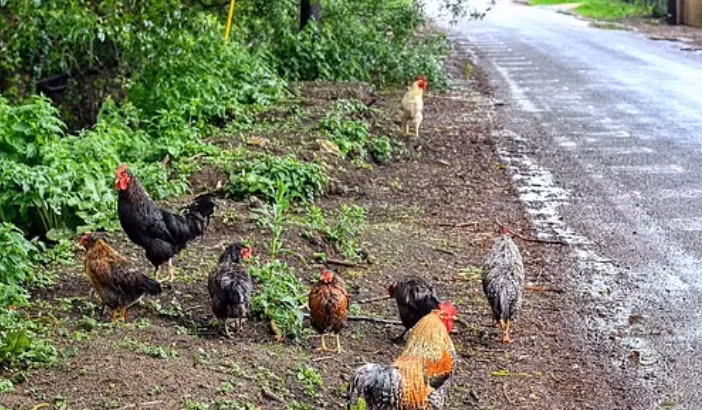 Ca lang “mat an mat ngu” vi 100 con ga hoang