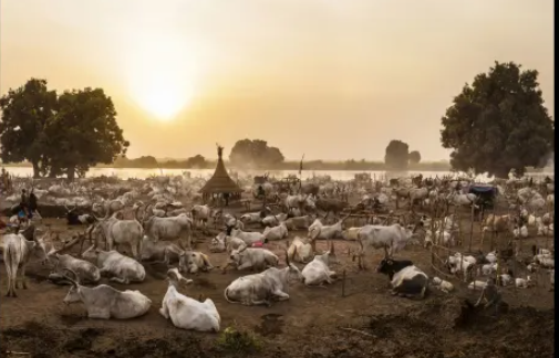 Được biết, nhiều người dân bộ tộc sử dụng nước tiểu bò để gội đầu, nhuộm tóc.