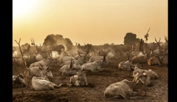 Bình minh tại trang trại gia súc Mundari. Động vật là nguồn cung cấp thực phẩm chính cho bộ tộc này.