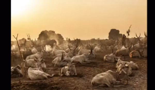 Bình minh tại trang trại gia súc Mundari. Động vật là nguồn cung cấp thực phẩm chính cho bộ tộc này.