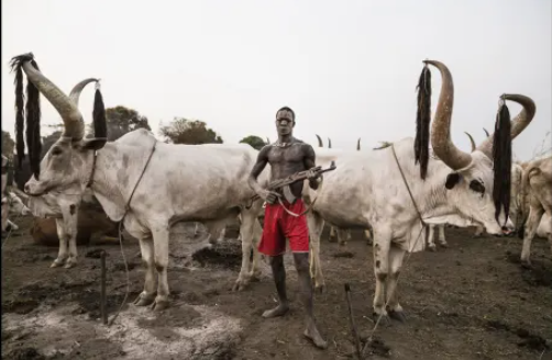 Bức ảnh chụp một người đàn ông Mundari cẩm khẩu súng bảo vệ đàn bò Ankole - Watusi.