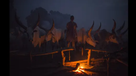 Một người đàn ông Mundari trẻ tuổi canh chừng những con bò vào ban đêm để tránh bị mất trộm.