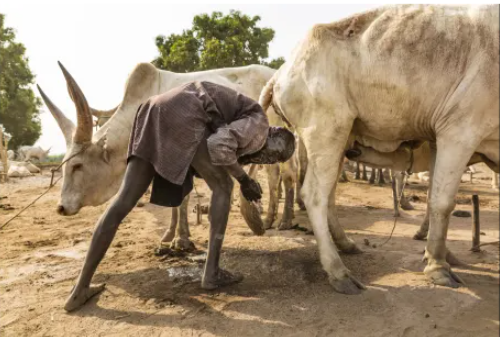 Trong ảnh, người đàn ông Mundari "gội đầu", tận dụng đặc tính kháng khuẩn của nước tiểu bò. Amoniac trong nước tiểu này được cho là sẽ nhuộm tóc anh thành màu cam.