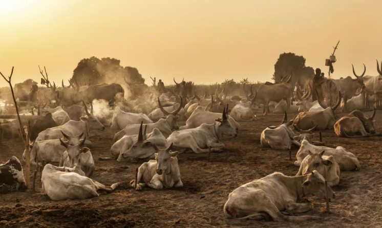 Những người trong bộ lạc Mundari thường ngủ cạnh để trông đàn gia súc của họ.