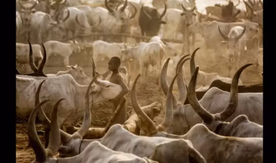 Khi Zaidi đến thăm bộ tộc này, anh ước tính trại có khoảng 500 con bò, mỗi con có giá trị lên tới 500 USD.