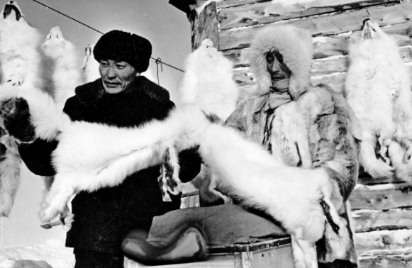 Người đứng đầu của một trang trại tập thể ở Yakutia kiểm tra các tấm da lông thú trước khi gửi chúng đến thành phố.