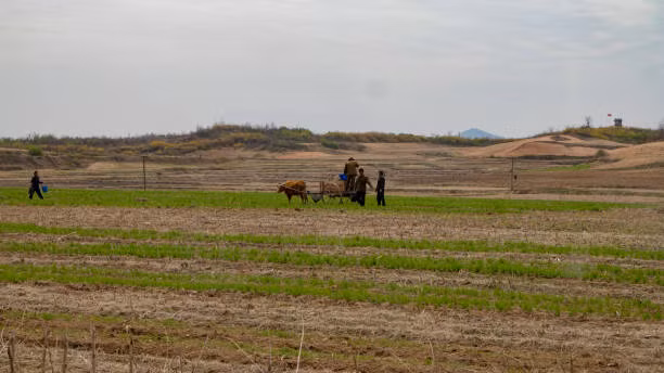 Người nông dân chăm chỉ làm việc đồng áng.