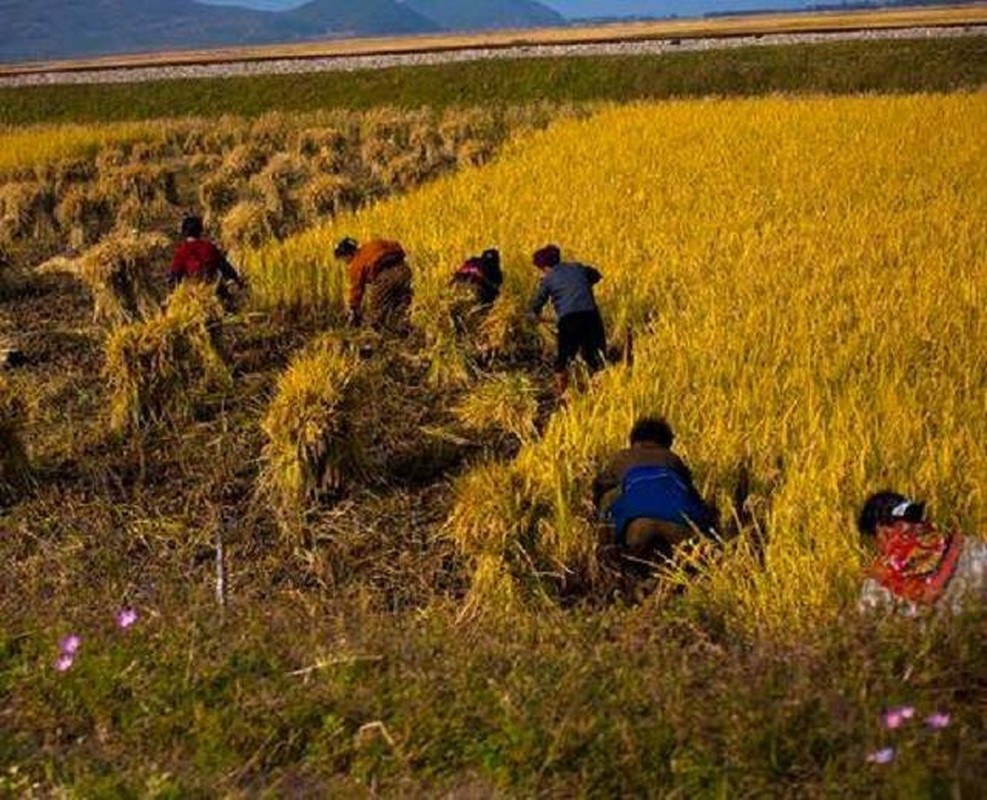 Cảnh gặt lúa trên cánh đồng nằm bên đường cao tốc chạy tới thành phố Wonsan, tỉnh Kangwon, nhiều năm về trước.