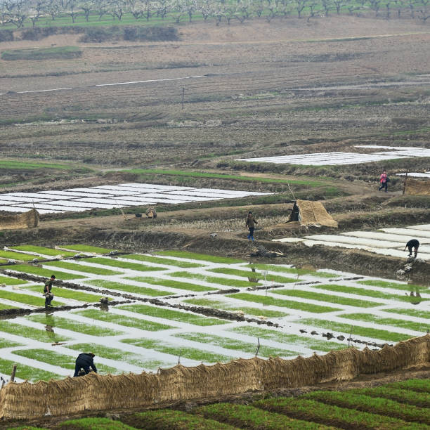 Những người nông dân Triều Tiên làm việc trên cánh đồng lúa.