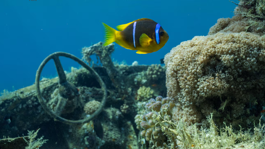 Đây là bảo tàng quân sự dưới nước đầu tiên ở Jordan.