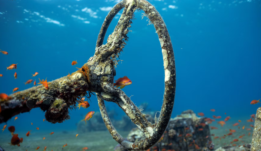 Du khách có thể tham quan bảo tàng bằng cách lặn hoặc ngồi trên tàu đáy kính,...