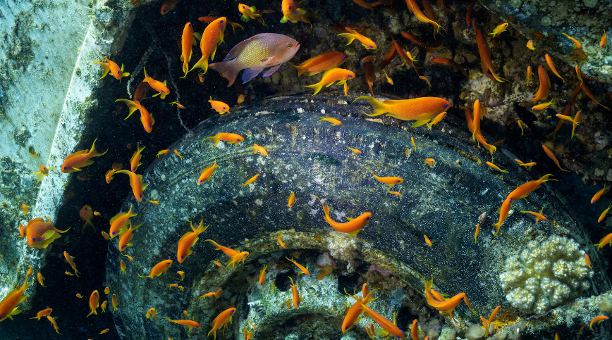 Bức ảnh chụp đàn cá bơi cạnh một phương tiện quân sự trong bảo tàng dưới nước ở Jordan hôm 7/5.