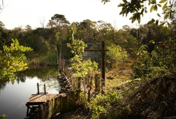 Cây cối rậm rạp bên trong công viên.