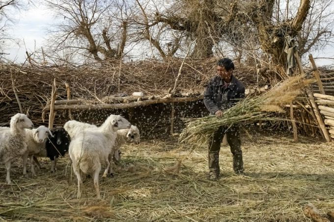 Người dân trong ngôi làng chủ yếu sinh sống dựa vào trồng trọt, chăn nuôi cừu, dê...