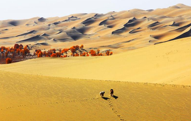 Với diện tích hơn 2.000 km2, Darya Boyi là ngôi làng lớn nhất Trung Quốc. (Nguồn ảnh: ETC, THX)