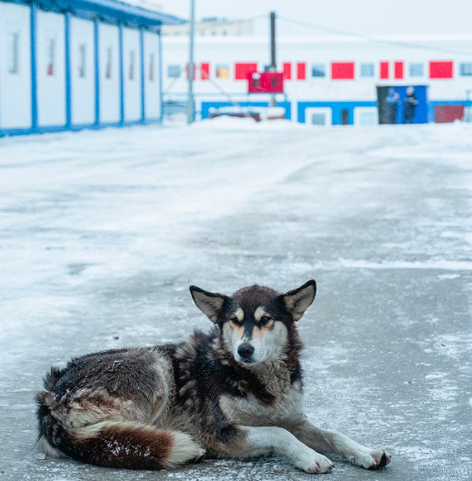 Thêm vào đó, cơn gió "yuzhak" đáng sợ ở nơi này có thể xô ngã, thậm chí thổi bay mọi người.