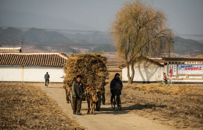 Nhiều người dân Triều Tiên vẫn dựa vào các phương pháp canh tác truyền thống.