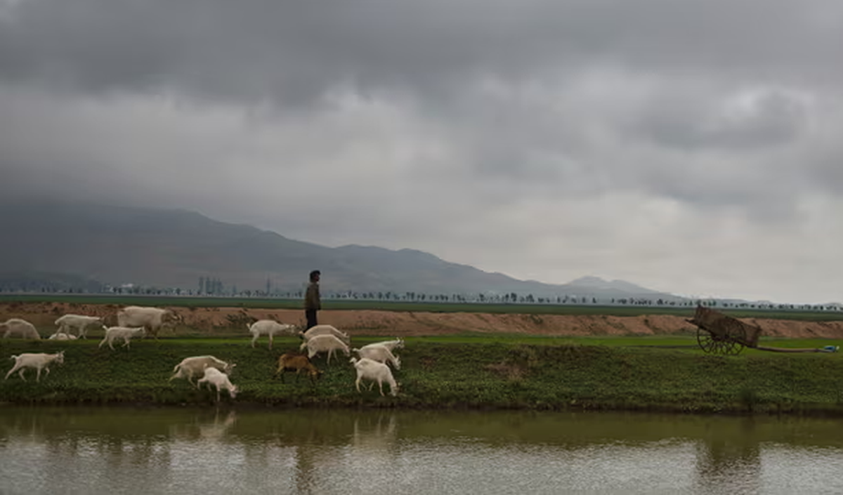 Một người đàn ông chăn dê trên cánh đồng phía đông nam Bình Nhưỡng vào tháng 6/2014.