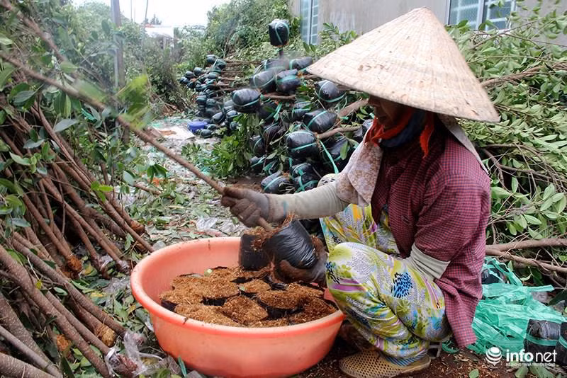 Vuon kieng tao hinh thu 40 nam o Ben Tre tat bat vao mua Tet-Hinh-6