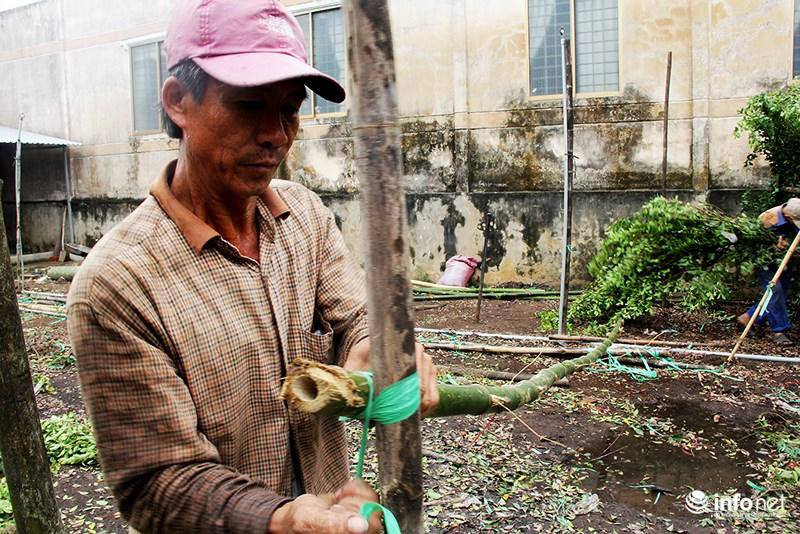 Vuon kieng tao hinh thu 40 nam o Ben Tre tat bat vao mua Tet-Hinh-7