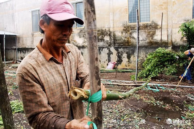 Vuon kieng tao hinh thu 40 nam o Ben Tre tat bat vao mua Tet-Hinh-7