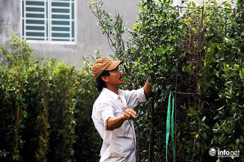 Vuon kieng tao hinh thu 40 nam o Ben Tre tat bat vao mua Tet-Hinh-9
