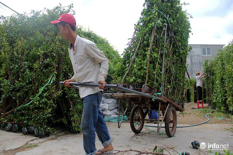 Vuon kieng tao hinh thu 40 nam o Ben Tre tat bat vao mua Tet
