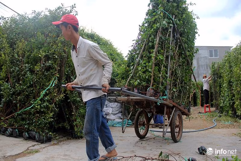 Vuon kieng tao hinh thu 40 nam o Ben Tre tat bat vao mua Tet
