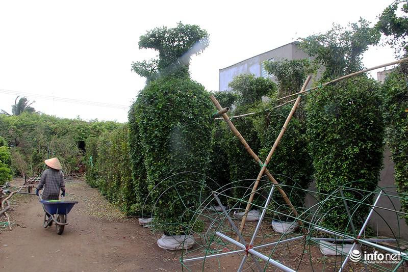 Vuon kieng tao hinh thu 40 nam o Ben Tre tat bat vao mua Tet-Hinh-2